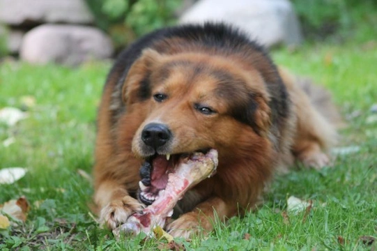 BARF Diet for Dogs