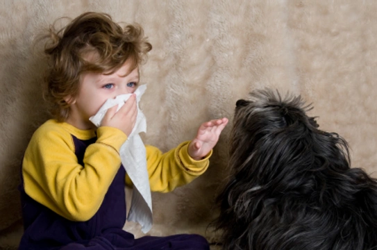 Alergia a los animales domésticos: Perros y gatos