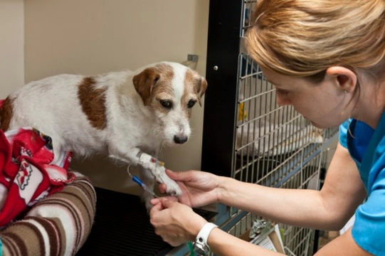 Canine Parvovirus