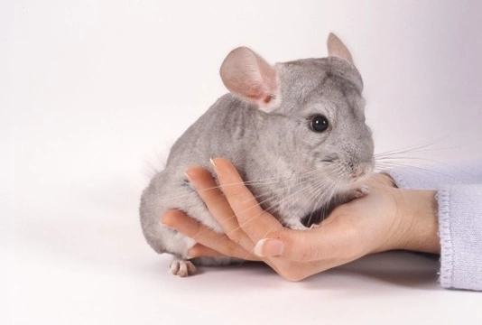 Looking after Pet Chinchillas