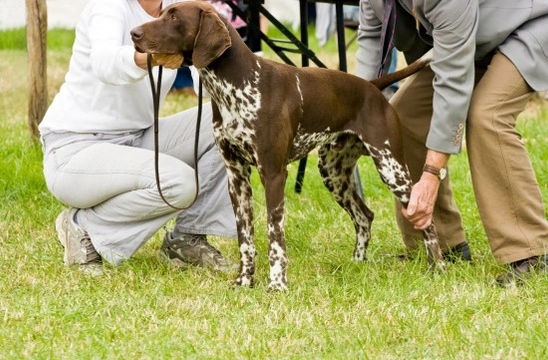 Teaching your dog show craft