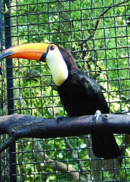 Zoo Hodonín opět chová tukany obrovské