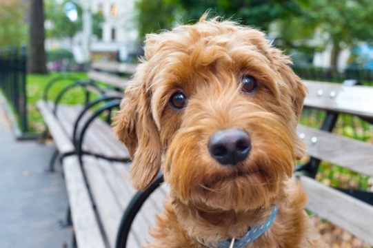 There are three sizes of Goldendoodles