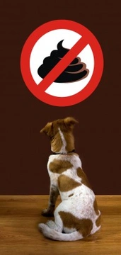 Does your dog eat poop ? How to deal with coprophagia in dogs
