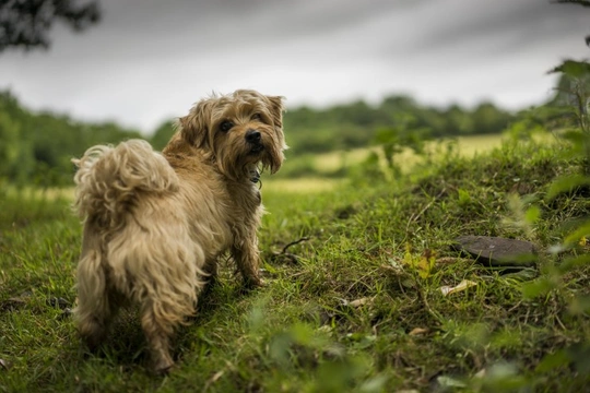 Macrothrombocytopenia (MTC-R) DNA testing for the Norfolk terrier dog breed