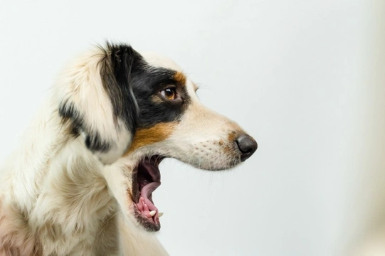 Five things you need to know about dog growling  in order to stay safe
