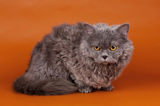 Selkirk Rex - Short haired, Long haired or Variant?