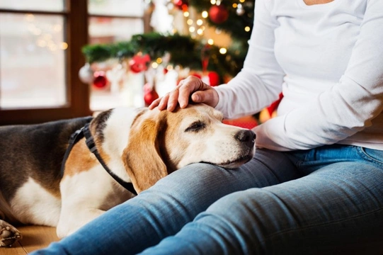 What to do if your dog needs to see the vet on Christmas day