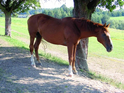 Kůň v pohodě Díl 31.: Aby byla pohoda i v létě