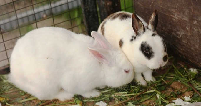 Cleaning rabbit clearance cage