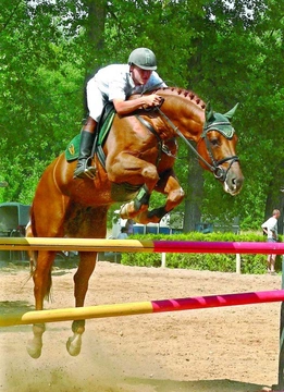 Hannoverský kůň – elegán a sportovec