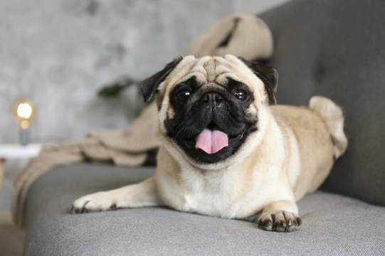 What the owners of brachycephalic dogs need to know about BOS