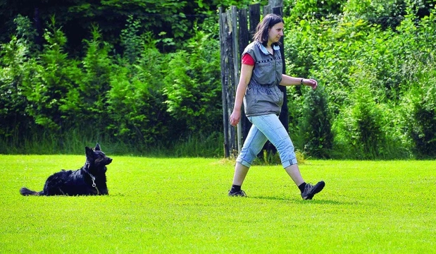 … aby dlouho čekal na jednom místě – odložení psa, Výchova rodinného psa 5