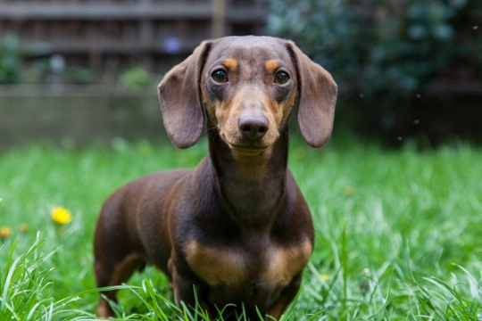 Pets4Homes announces the most popular hound dog breeds in the UK