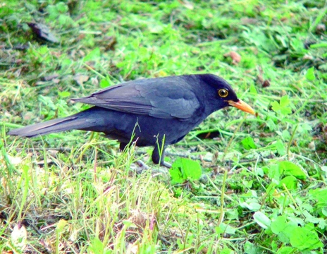 Kos černý – Turdus merula Linnaeus, 1758