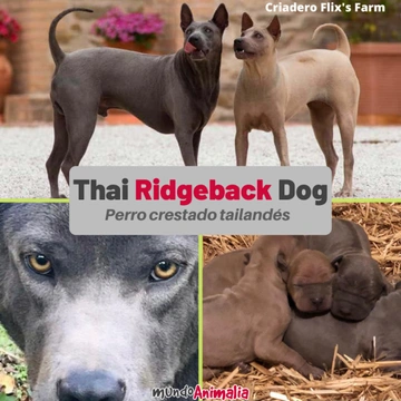 Thai Ridgeback Dog o perro crestado tailandés