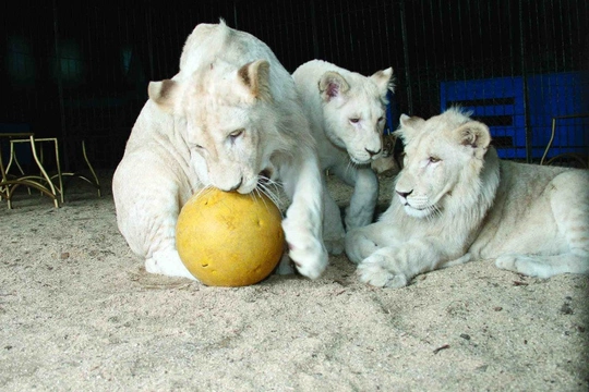 Bílí lvi měli talent