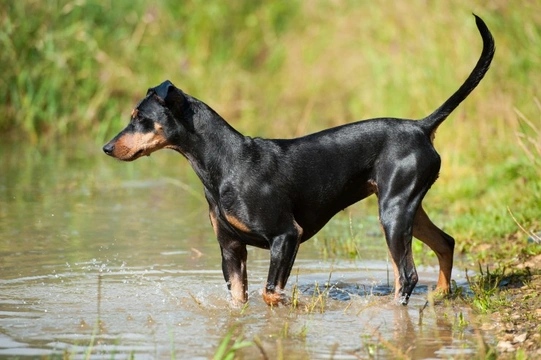 Medium pinscher 2024