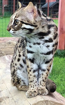 Asijská leopardí kočka – ALC – Asian leopard cat – Divoká bengálská kočka