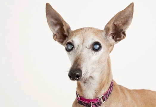 Canine eye problems commonly confused with cataracts