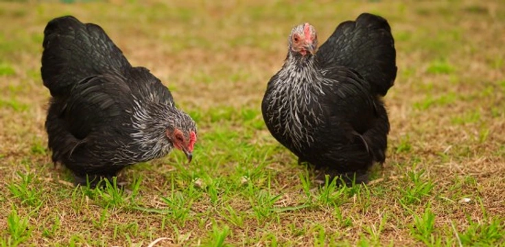 Tips on Keeping Your Chicken Feed Bill Down