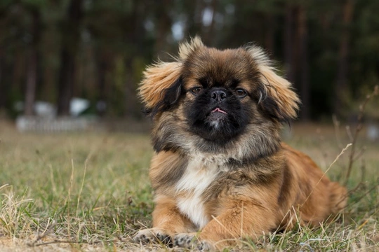 Is it a problem if your dog eats bugs, insects and garden critters?