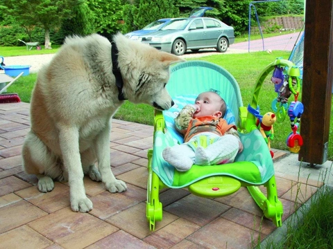 Dítě a pes – Jak připravit miláčka dětí