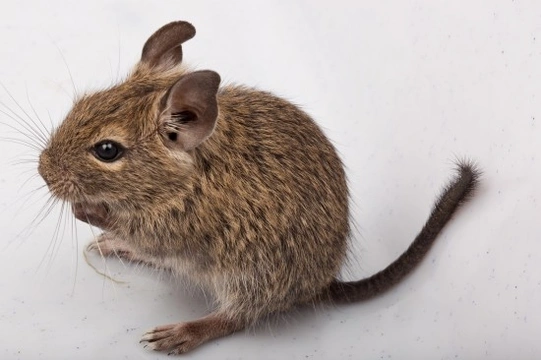 10 things you should know before adopting a degu