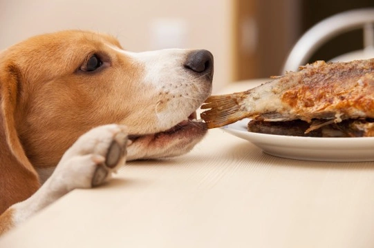 How much protein does your dog need in their diet?