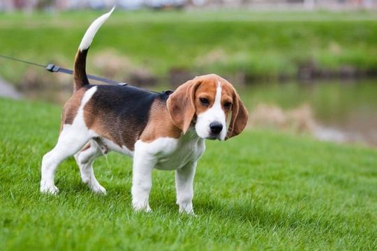 Do 2024 beagles howl