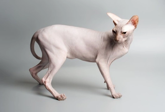 How to Make Sure a Sphinx Cat’s Skin Stays Healthy
