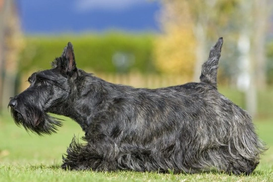 Scottish terrier hereditary health and longevity