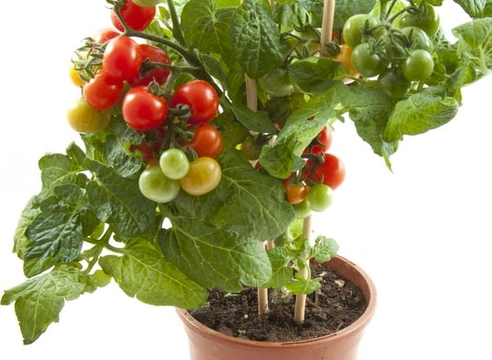Tomatenplant en onrijpe tomaten giftig voor honden