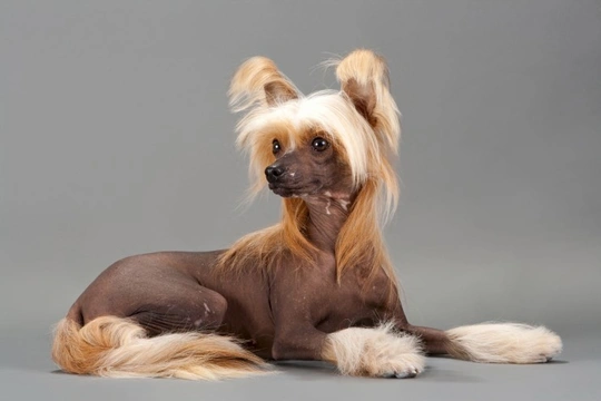 Chinese crested best sale skin care