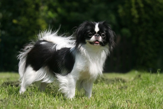 Japanese chin pekingese store mix