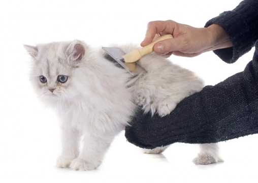 How to Groom a Long-haired Persian Cat
