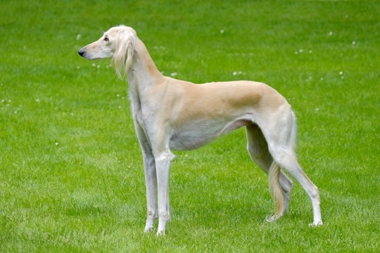 The Saluki and Heart Issues