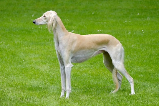 Saluki sales 4 sale