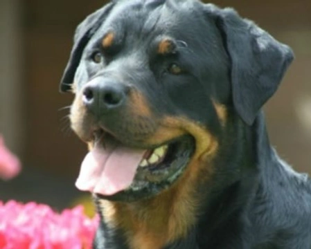 Il carattere del Rottweiler, scelta del cucciolo e la sua educazione.