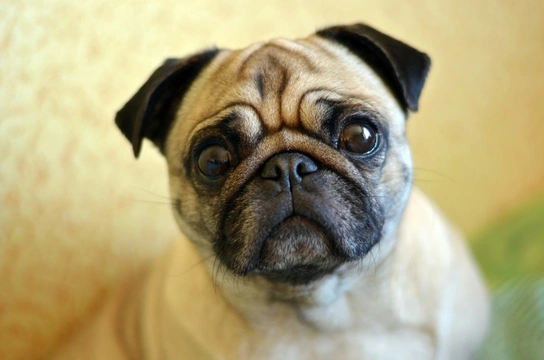 Pugs and eye disorders, recognising there's a problem