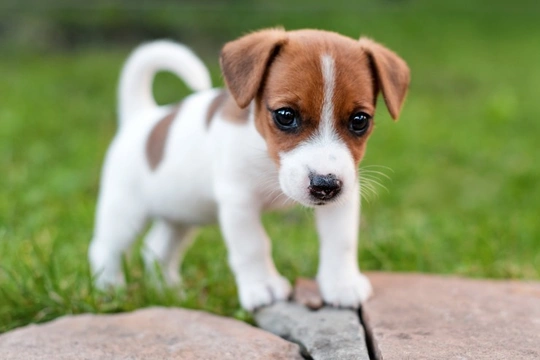 Puppy crying and whining – what is normal?