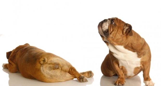 Dogs and flatulence - dealing with a stinky dog