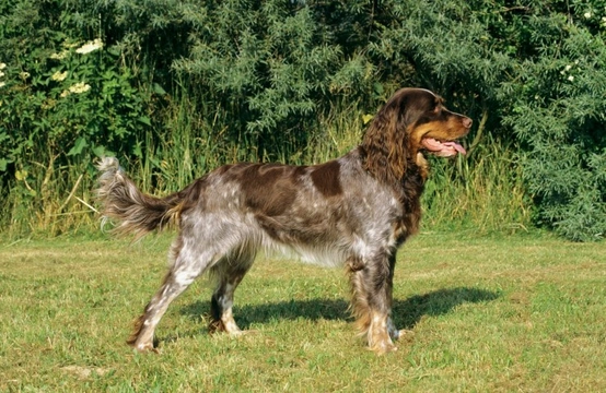 Ectropion and entropion in the Picardy spaniel dog breed