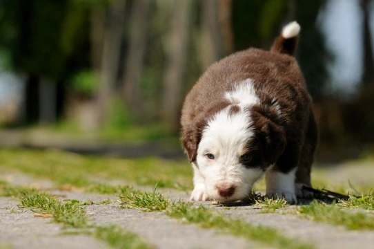 Can dogs use their sense of smell to find their way home?
