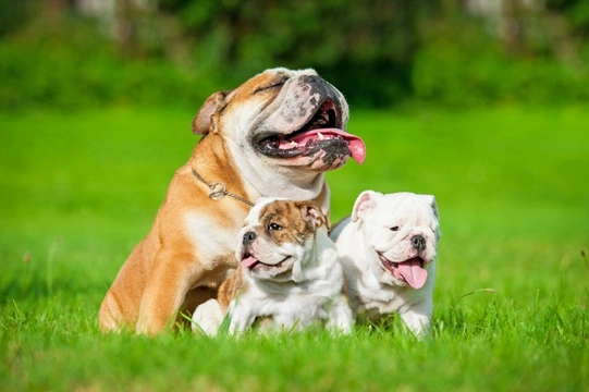 Five universal personality traits of the English bulldog
