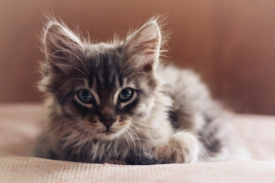 9 Great Ways to Raise a Happy, Healthy Kitten