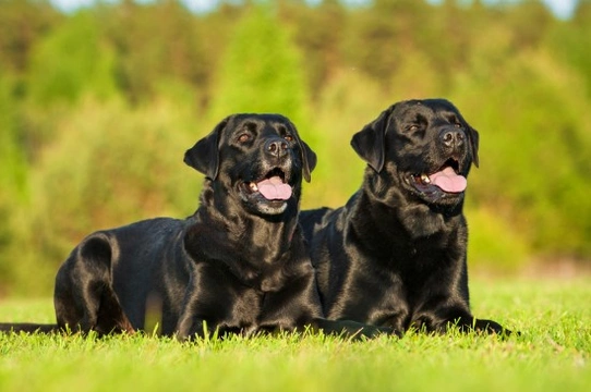 Can two un-neutered male dogs live happily together without fighting?