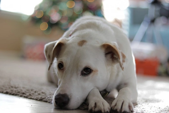 Five things to do with your dog this Christmas that don’t cost anything