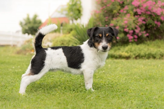 Jack Russell and Parson Russell terriers: how to tell the difference