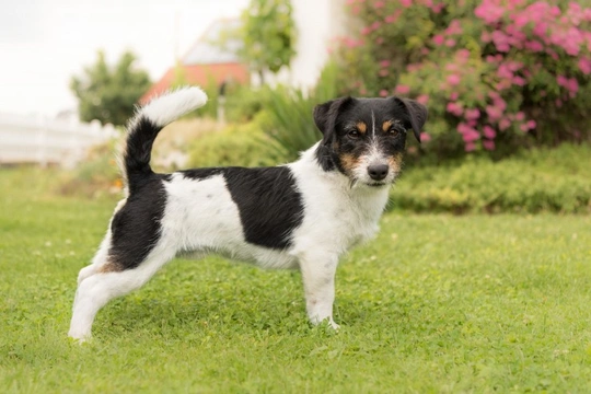 Difference between fox terrier and best sale jack russell